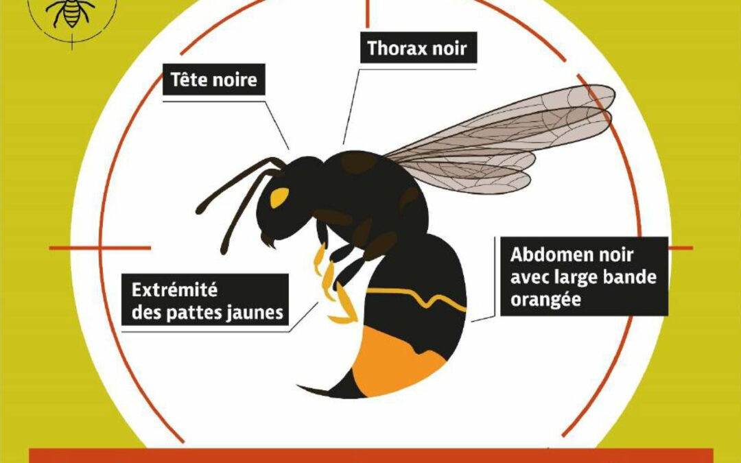 La lutte contre le frelon asiatique
