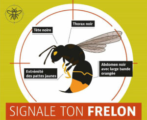La lutte contre le frelon asiatique